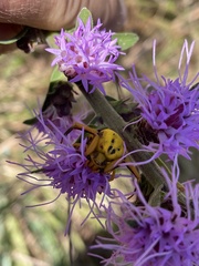 Misumenoides formosipes