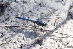 Orthetrum boumiera