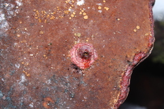 Bolitotherus cornutus