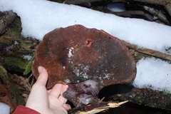 Bolitotherus cornutus