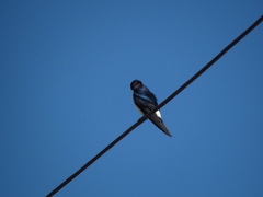 Tachycineta leucopyga