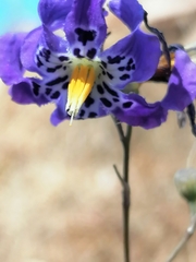 Conanthera bifolia