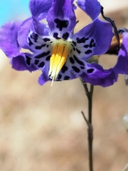 Conanthera bifolia