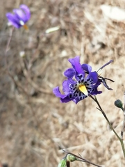 Conanthera bifolia