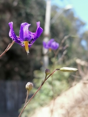 Conanthera bifolia