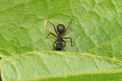 Camponotus rufipes