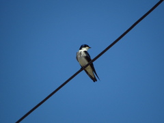 Tachycineta leucopyga