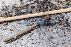 Orthetrum boumiera