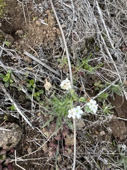 Cryptantha kinkiensis
