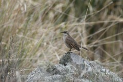 Cinclodes comechingonus