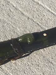 Phyllaplysia taylori