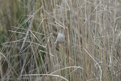 Cistothorus platensis