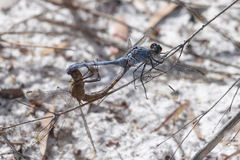 Orthetrum boumiera
