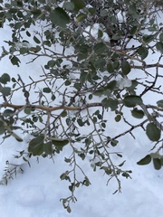 Ceanothus cordulatus