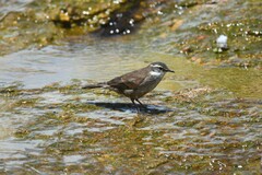 Cinclodes olrogi
