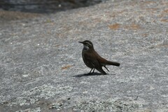 Cinclodes olrogi