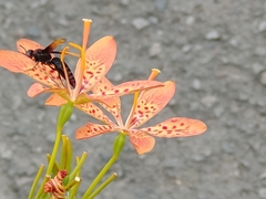 Rhynchium haemorrhoidale