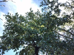 Quercus tuberculata
