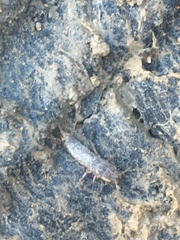 Allacrotelsa spinulata