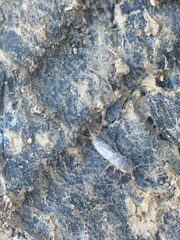 Allacrotelsa spinulata