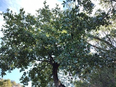 Quercus tuberculata