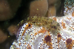 Enneapterygius atrogulare
