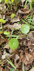 Hydrocotyle verticillata