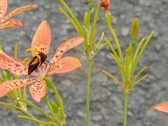 Rhynchium haemorrhoidale