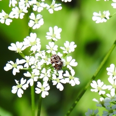 Anthrenus angustefasciatus