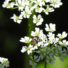 Anthrenus angustefasciatus