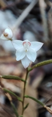 Cranichis ciliilabia