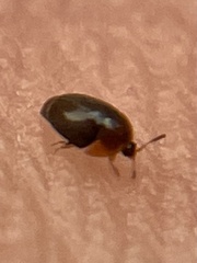 Sericoderus