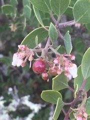 Arctostaphylos rudis