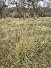 Elymus glaucus