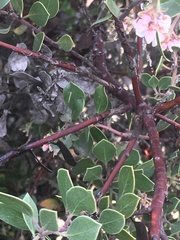 Arctostaphylos rudis