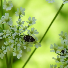 Anthrenus angustefasciatus