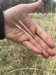 Elymus glaucus