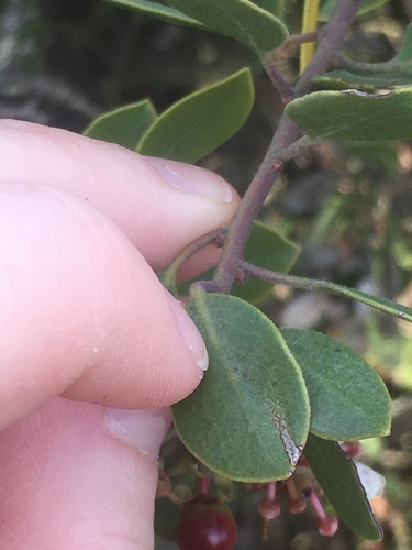 Image of Arctostaphylos rudis by (c) harrier, some rights reserved (CC BY)