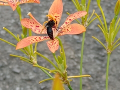 Rhynchium haemorrhoidale