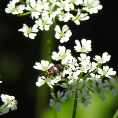 Anthrenus angustefasciatus