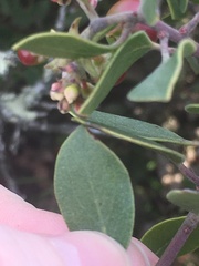 Arctostaphylos rudis