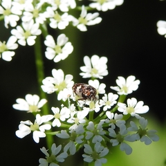Anthrenus angustefasciatus