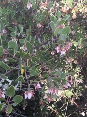 Arctostaphylos rudis