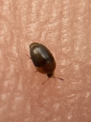 Sericoderus