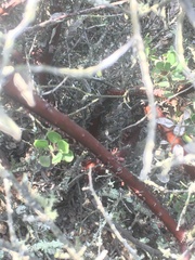 Arctostaphylos rudis