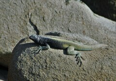 Microlophus quadrivittatus