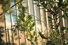 Haemorhous mexicanus