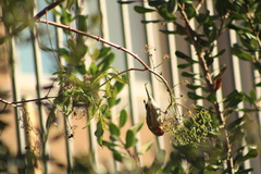 Haemorhous mexicanus