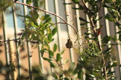 Haemorhous mexicanus