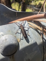 Xystrocera virescens